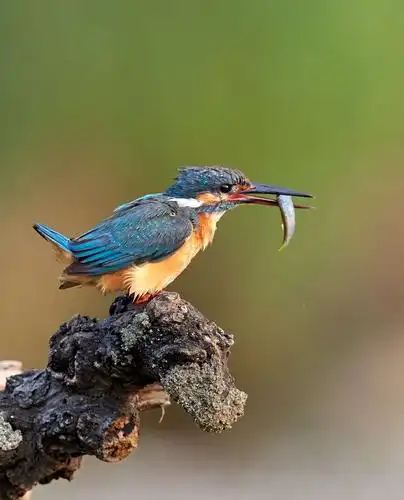 捕食小鱼的💐翠鸟🦃🐞🌹 - 美篇