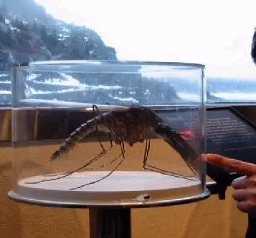 世界上最大的蚊子(图)