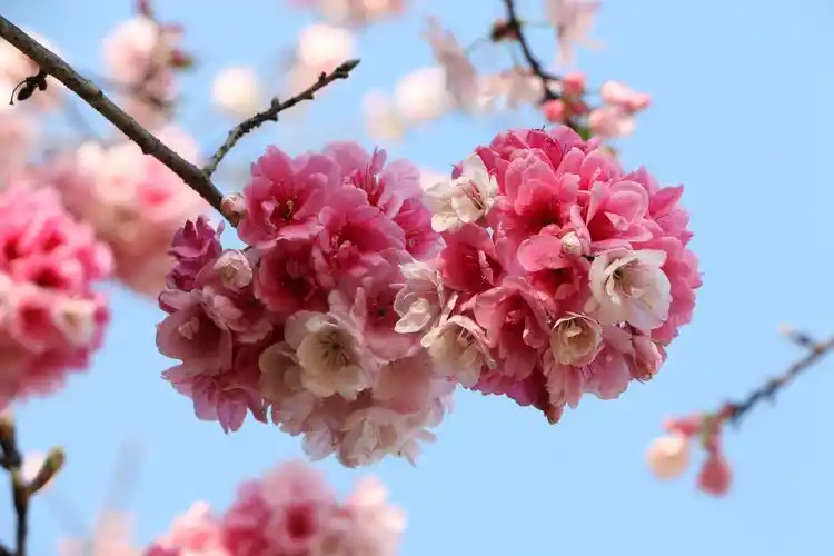 唯美绽放的樱花图片 第1张 尺寸:5472x3648 (天堂图片网)