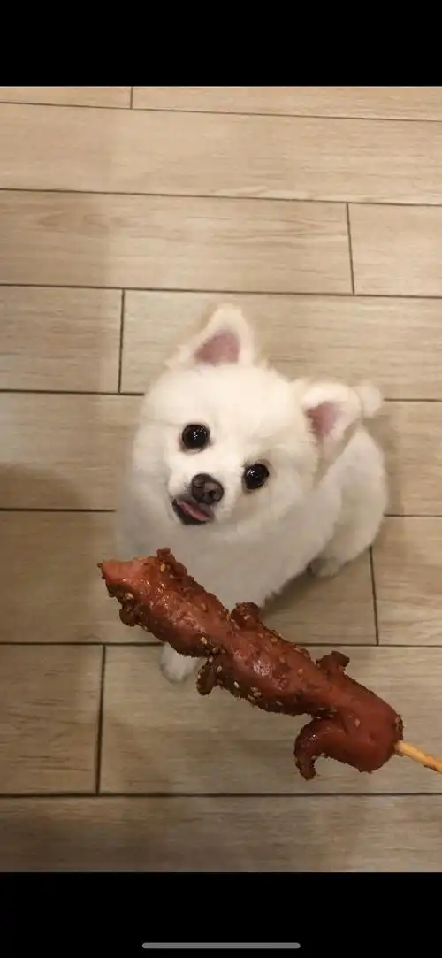 讨论想看看狗狗要东西吃的可爱照片