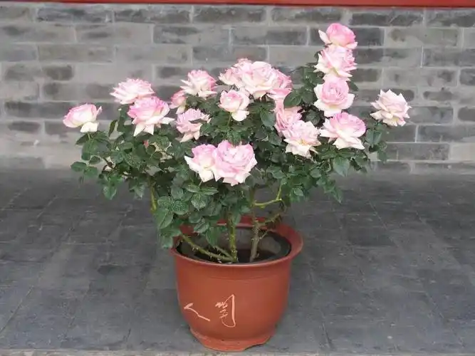 月季花的盆栽种植技巧及注意事项