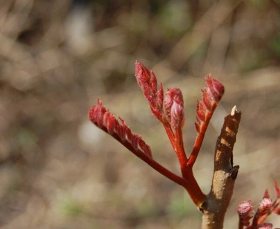 木兰芽,别称是辛夷,木力芽,属于植物界的木兰科,具有能清热解毒,强筋