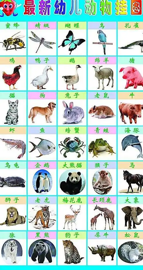 幼儿动物挂图图片