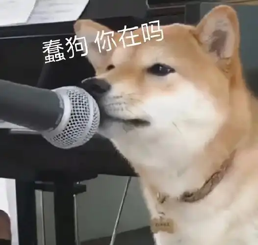 宠物表情包推荐这是非常简单,无脑,效果又不错的开场方式.