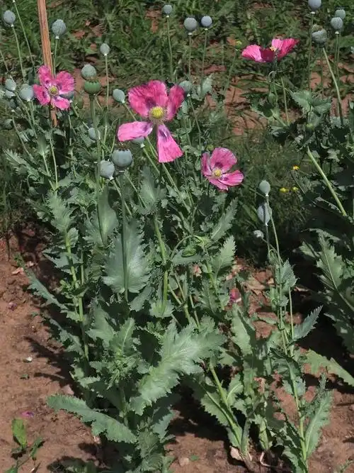 邪恶而艳丽的罂粟花教我们远离毒品的诱惑