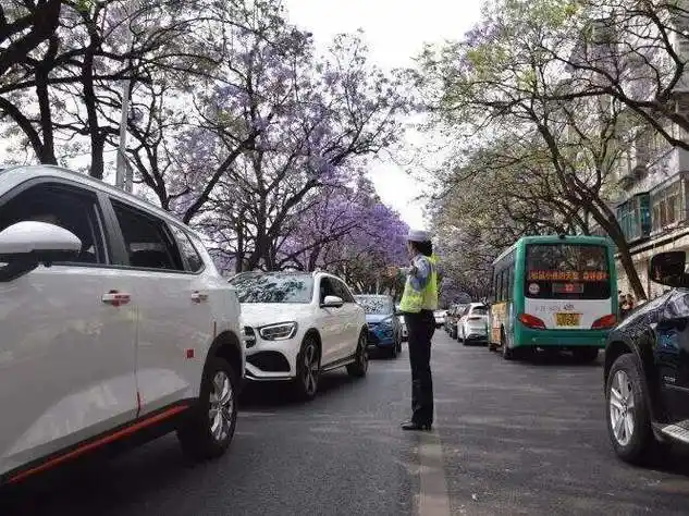 快来昆明看蓝花楹!"荧光绿"为你守护"紫色浪漫"_腾讯新闻