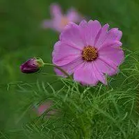 波斯菊微信头像图片【点击鼠标右键下载】