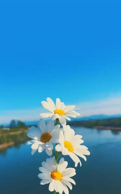 小清新雏菊,植物-手机壁纸