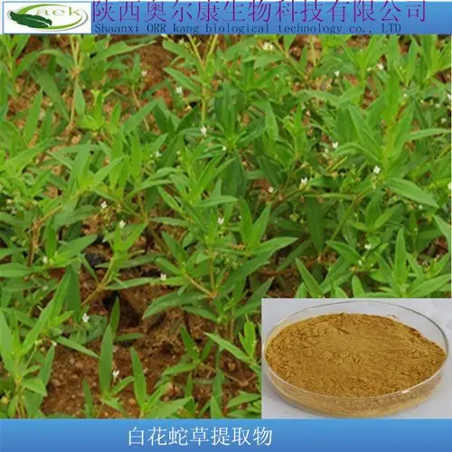 白花蛇舌草提取物10:1