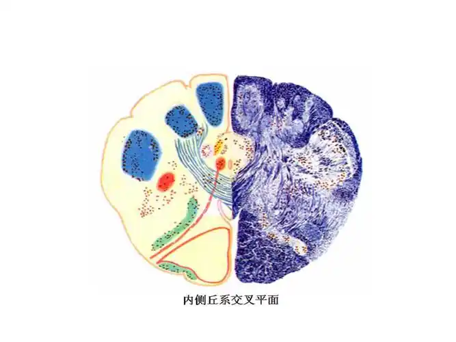 脑干的切面动画