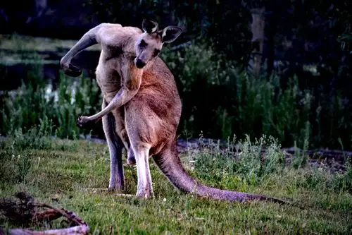 澳洲纪行——动物篇