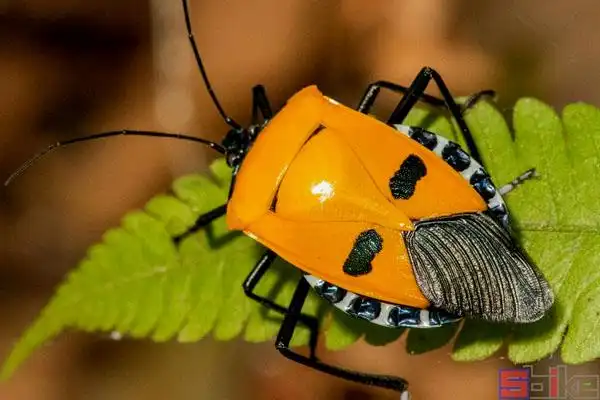 人面蝽_红显蝽_关公虫_印尼人面蝽象