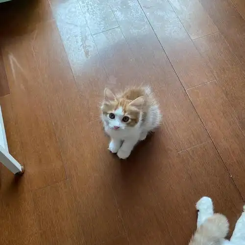 一个半月,公猫,英短与橘猫混血