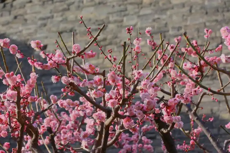 梅花山桃花明城墙遗址公园20220319