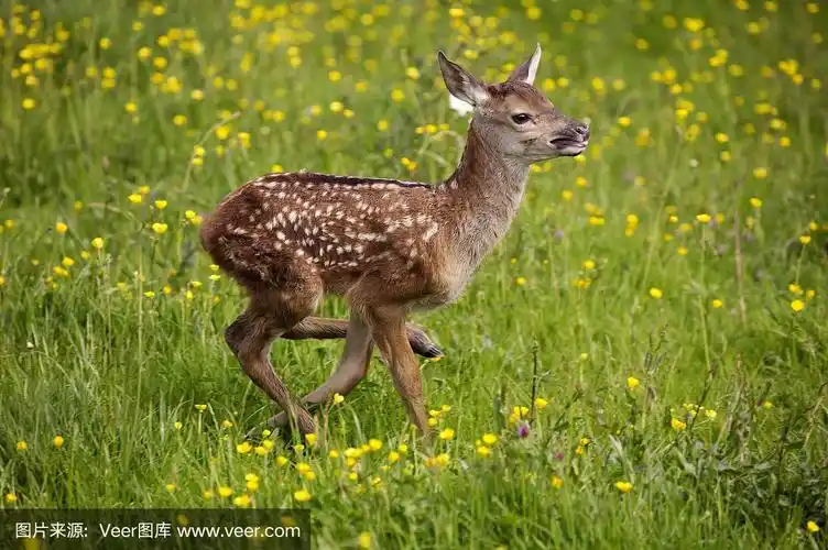 马鹿,麋鹿,花小鹿