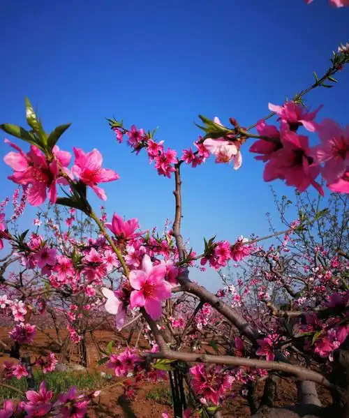 最美四月天——平谷桃花