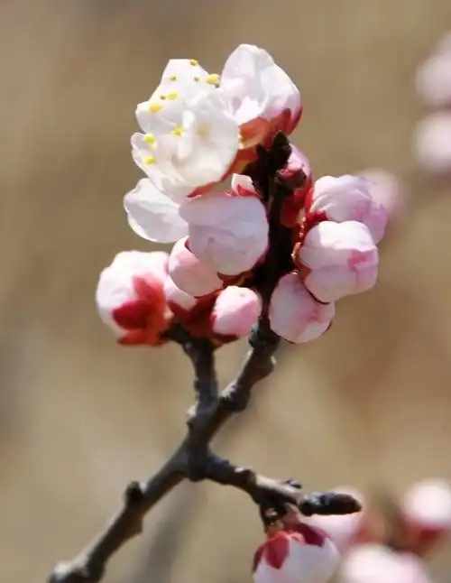 一组杏花照片.