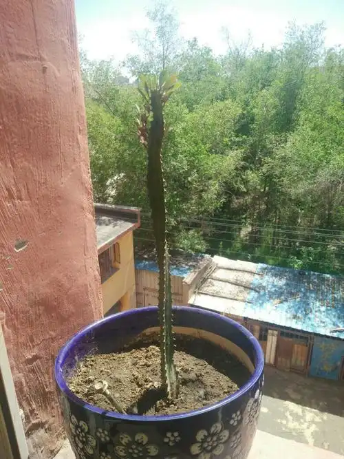 这应该叫龙骨吧,这株龙骨草是不是生病了,应该怎么打理啊