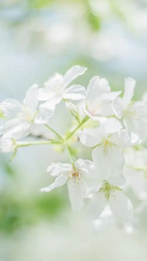 小清新唯美高清手机图片壁纸
