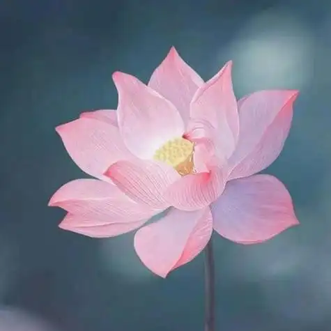 让人过目不忘的头像 高清好看高雅有气质的微信头像图片_微信头像