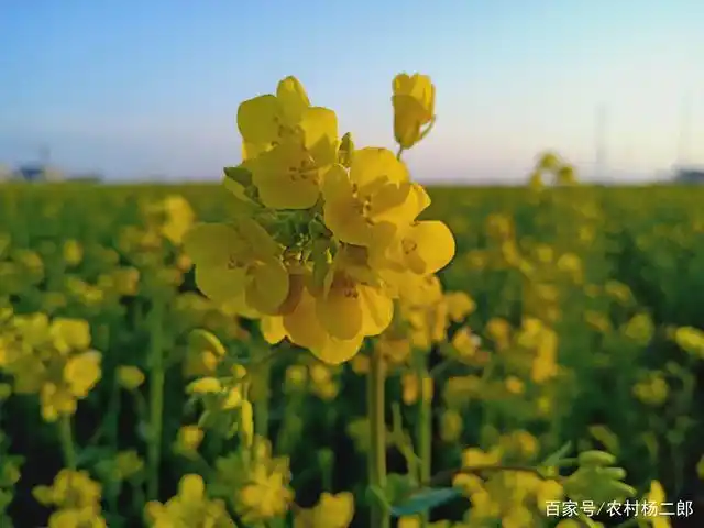 3月争相开放的油菜花美景,置身其中拥抱自然,静静陶醉在花香之中