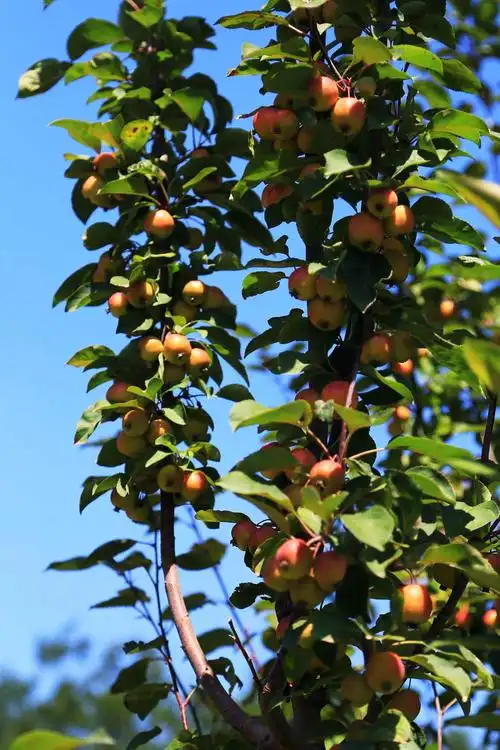 金秋海棠硕果累累