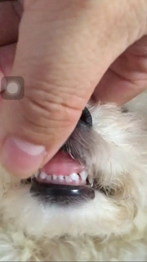 请大家帮看看两个半月大比熊咬合有没有问题?