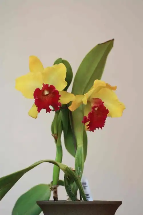 看电影睡不着发个新开的卡特兰经典黄花红心