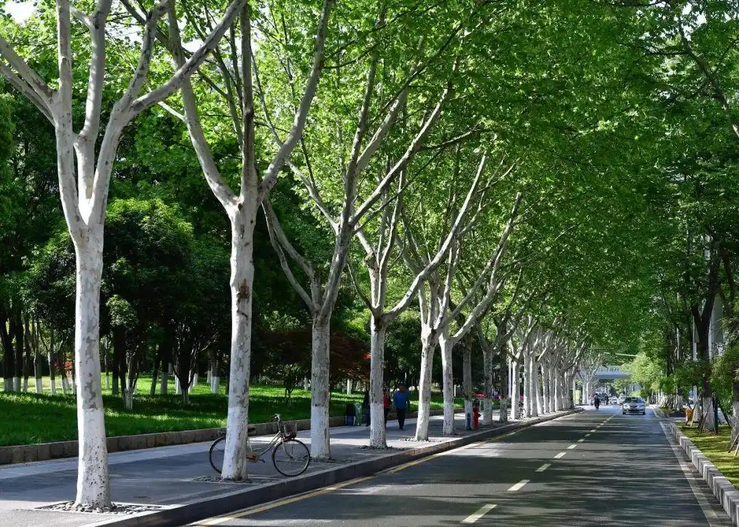 绿化武汉十大行道树名单出炉你觉得哪种最符合光谷气质