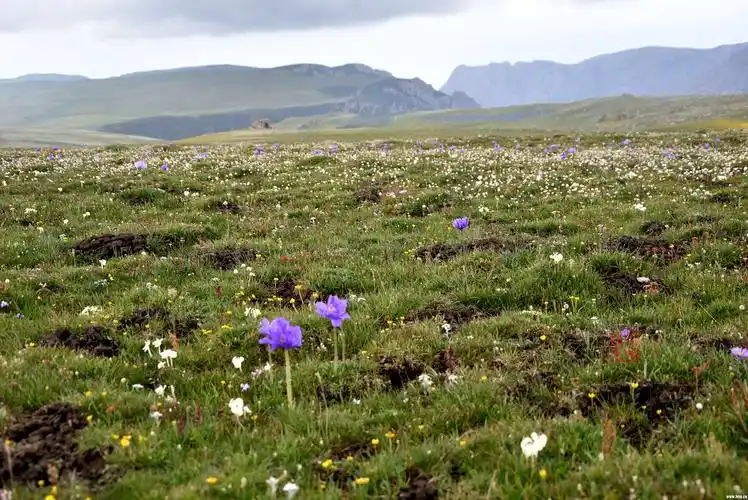 甘南夏河高山草甸风光