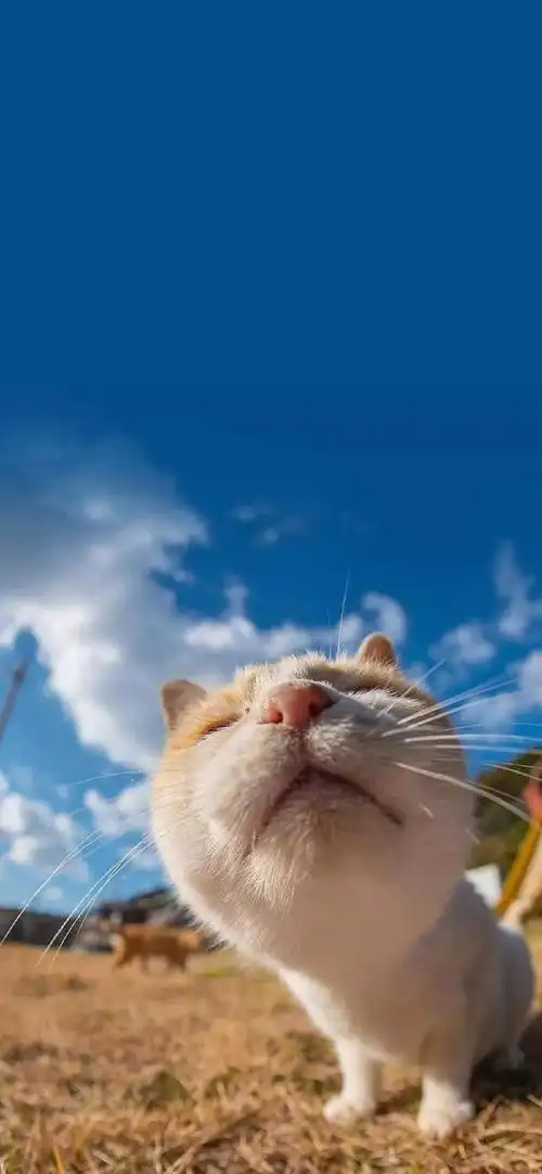 全面屏高清壁纸iphonexsmaxx壁纸