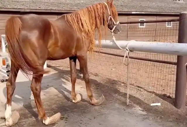 这匹马长得很不错,毛色也好看,但是它现在走路已经很困难了,因为主人