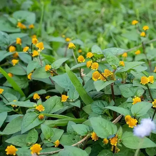 农村大名鼎鼎的金纽扣,被老一辈号称为牙痛草,解决掉不少小烦恼