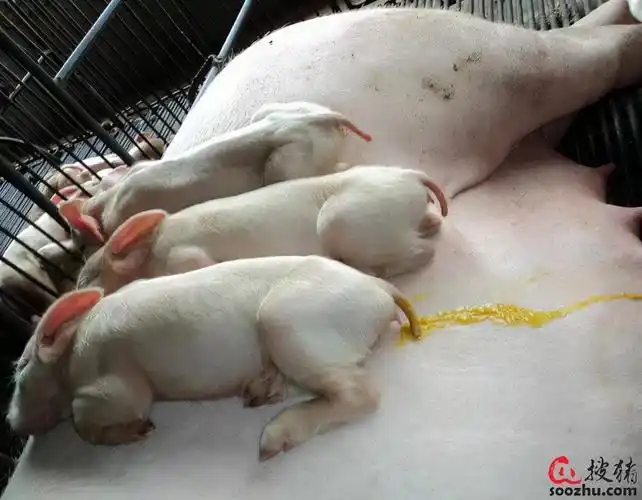 春季猪场流行性腹泻难防控注意这四点就够了