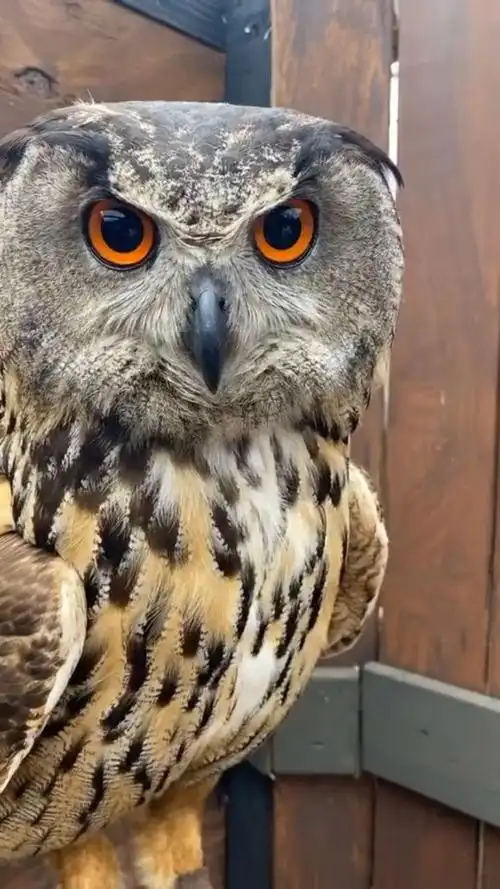 猫头鹰的这双大眼睛好像假的哦9898