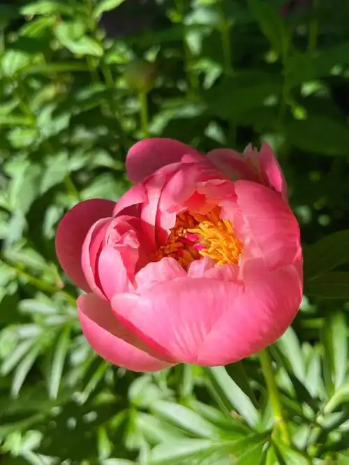 花园里珊瑚系芍药