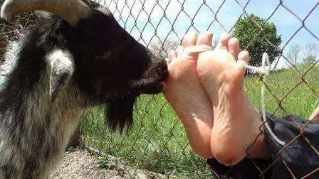 让牛舔脚底让人笑死的刑罚,网友评论:头一回听说