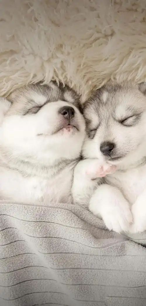 温暖治愈系卡通图片(壁纸丨高清全屏萌萌的动物壁纸)