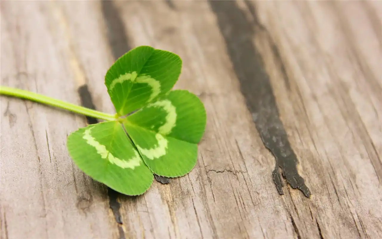 绿色护眼小清新幸运四叶草唯美高清桌面壁纸(2)