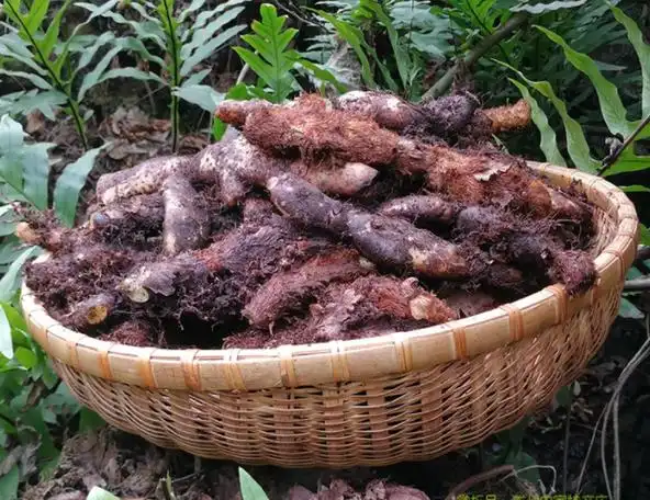 骨碎补泡酒功效与配方 新鲜骨碎补怎么吃