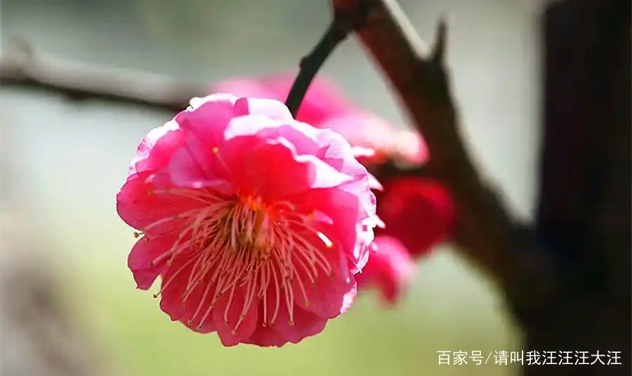 大雪纷飞,又到赏梅花的季节,看精美图片,顺道简单了解下梅花