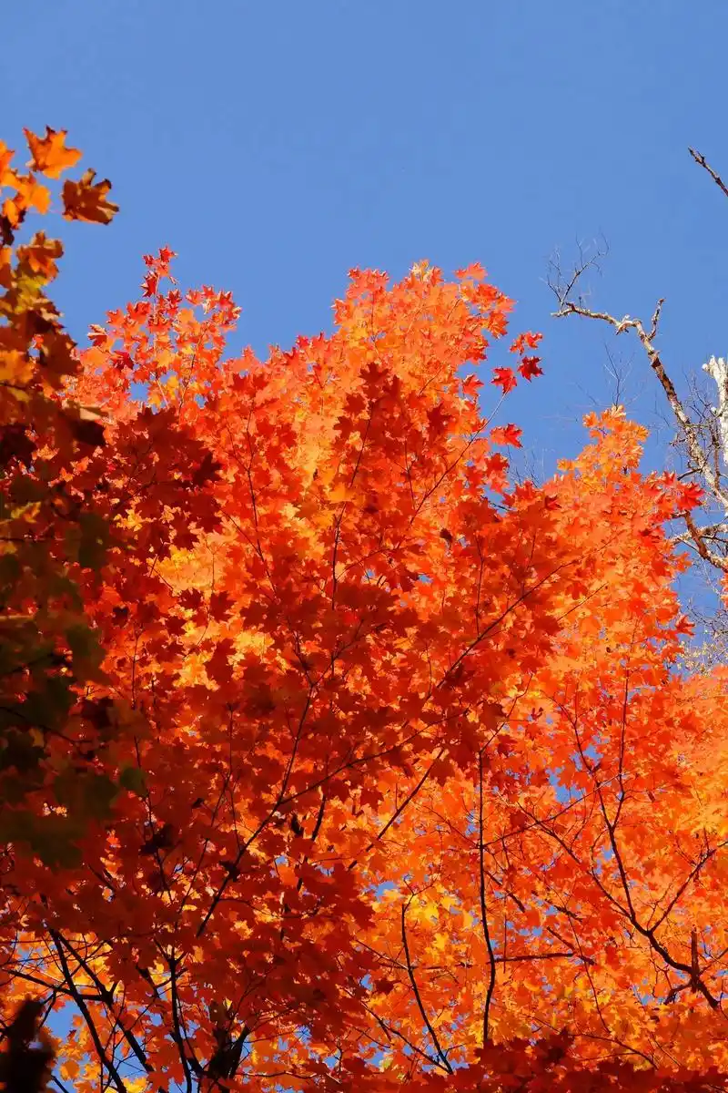 aki.#枫叶93 #风景 #秋天 #随手一拍都是美景 #加 - 抖音