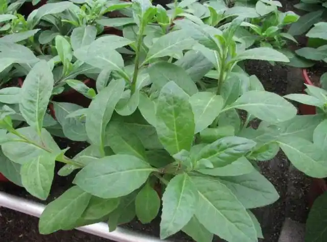 农村俗称的救命草能抑制癌症对高血压疗效甚佳