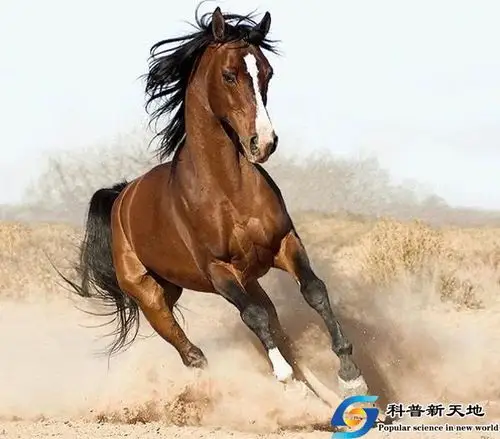 维胜话陇原十四最大的真马埃氏马