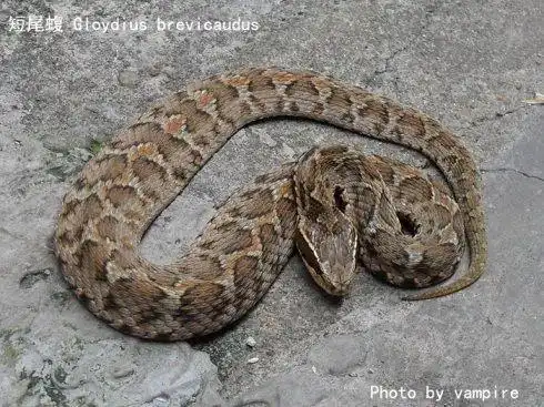 "和"火三根",@元芳:火三根是红一圈黑一圈的花纹;土聋子尾巴突然变细