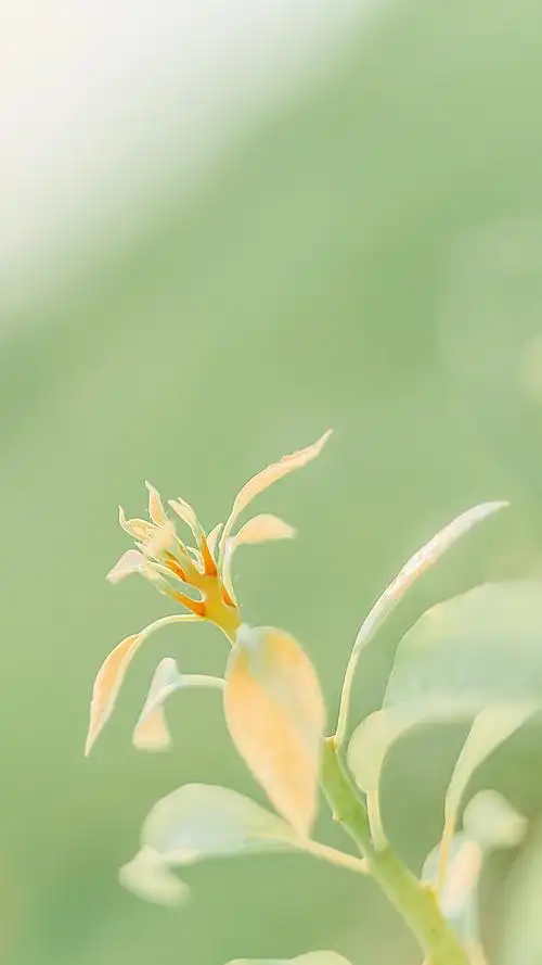 绿色护眼高清手机壁纸图片