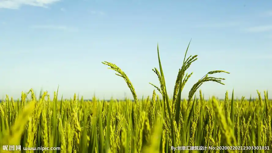 水稻图片