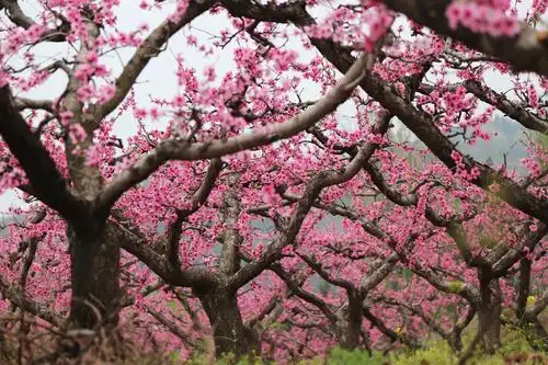 十里桃林 万亩桃花!鄠邑·柳泉·东岭美爆了