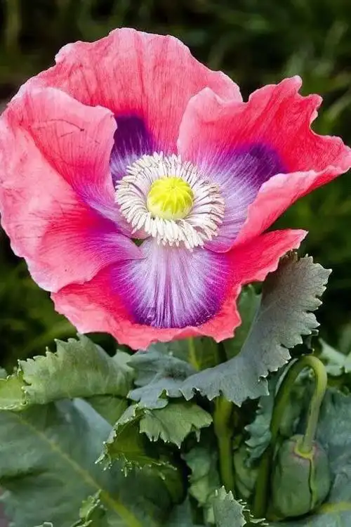 罂粟花的花语(罂粟花的花语和象征意义)