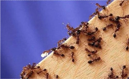 17年前广东首次发现如今蔓延到12省红火蚁入侵为何如此凶猛